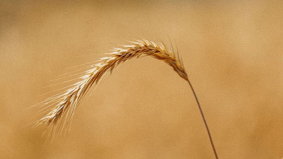 Espiga de trigo madura curvada sobre um campo dourado ao entardecer
