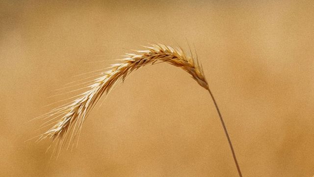 Espiga de trigo madura curvada sobre um campo dourado